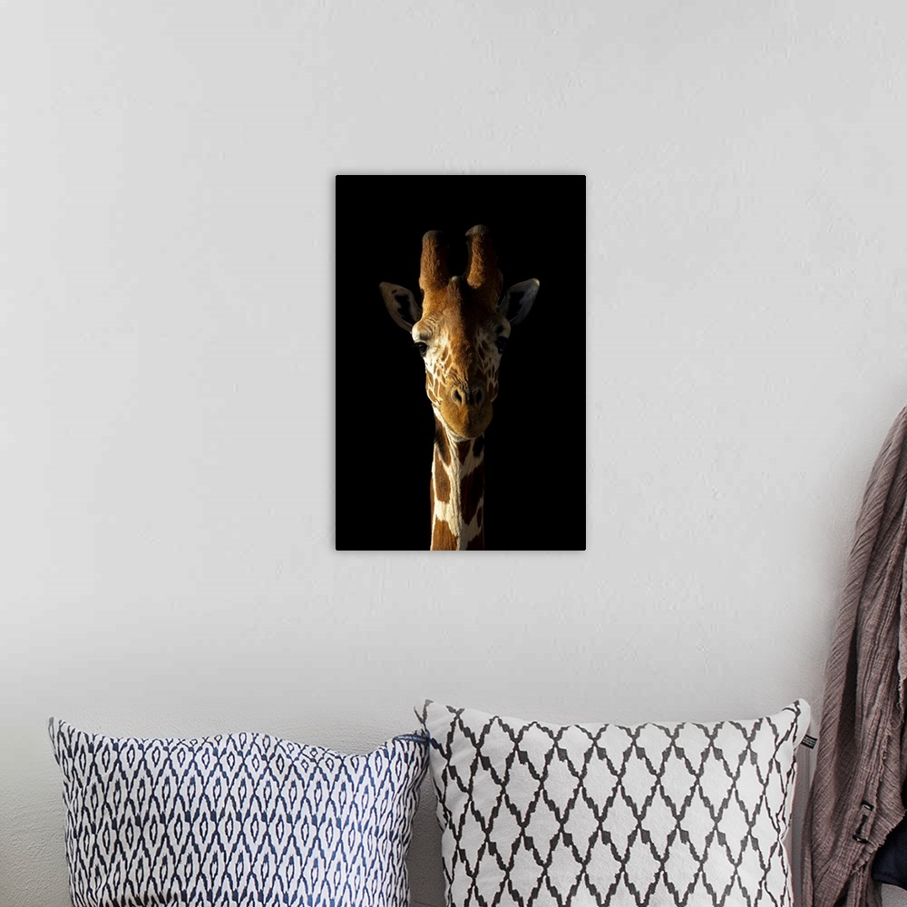 A bohemian room featuring Close-up of reticulated giraffe (giraffa camelopardalis reticulata) against black background, Seg...
