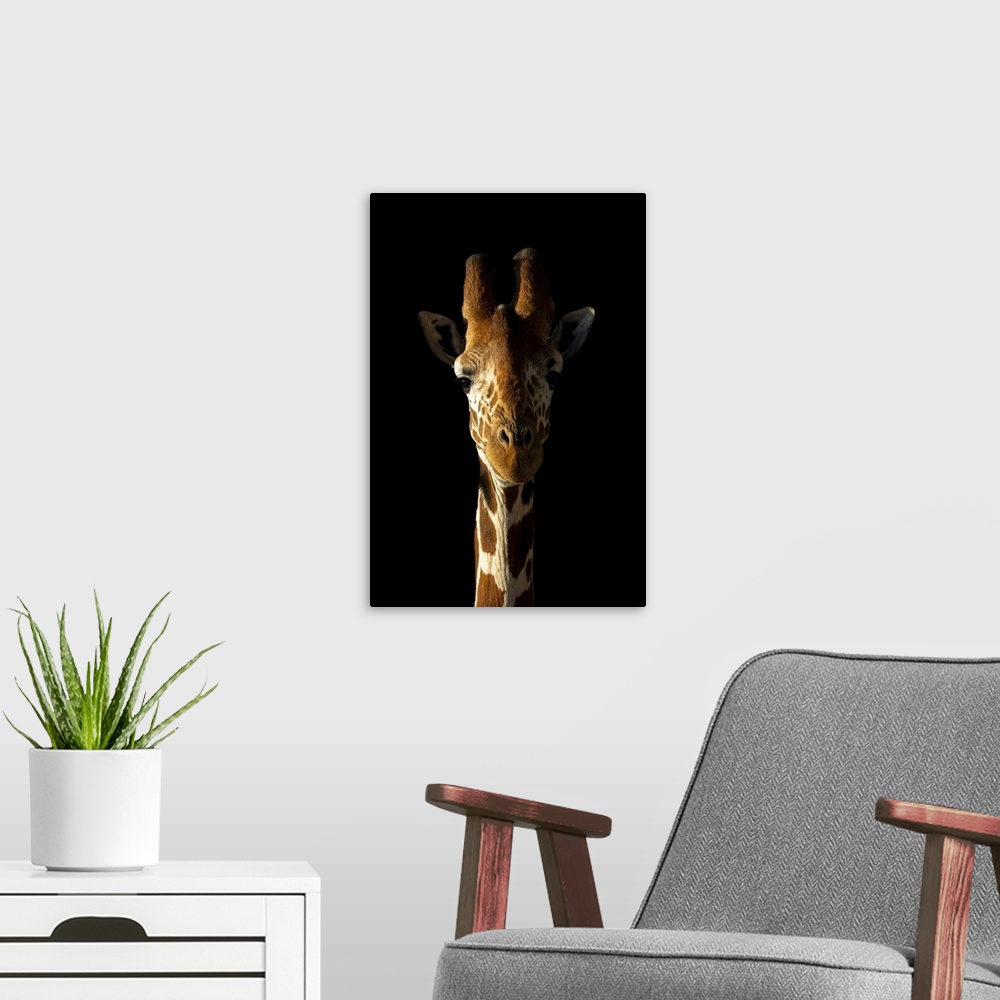 A modern room featuring Close-up of reticulated giraffe (giraffa camelopardalis reticulata) against black background, Seg...