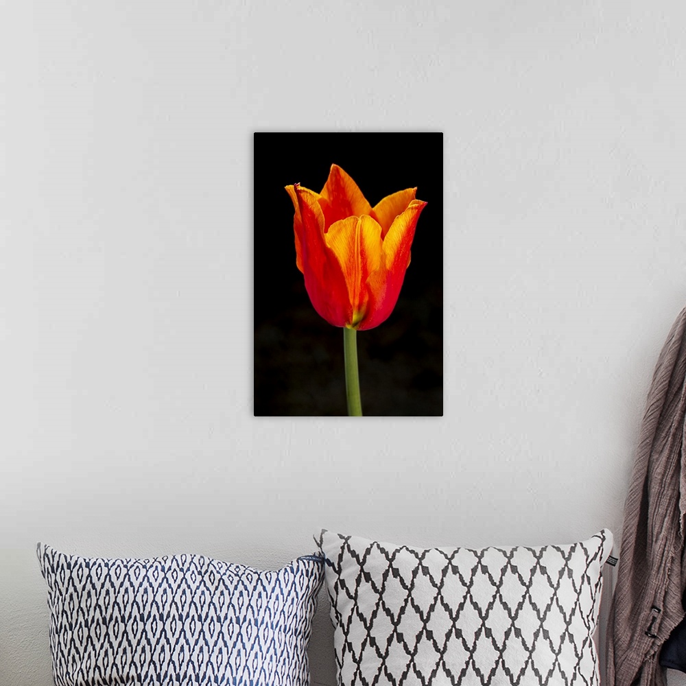 A bohemian room featuring Close-up of single orange tulip with dramatic back lighting and black background