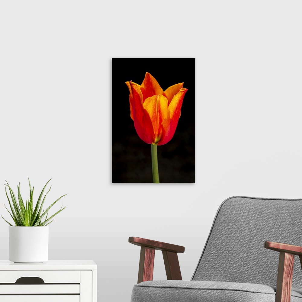 A modern room featuring Close-up of single orange tulip with dramatic back lighting and black background