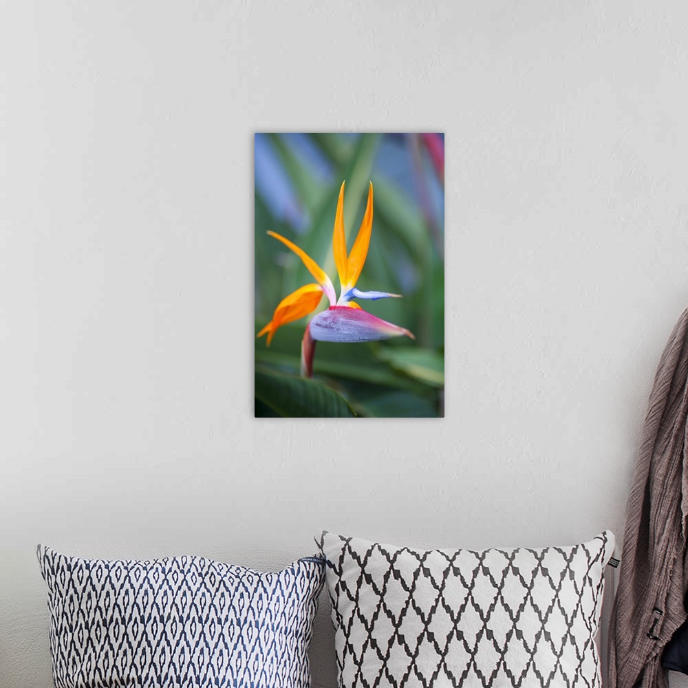A bohemian room featuring Close up of the dramatic bird of paradise flower (strelitzia reginae), Paia, Maui, Hawaii, united...
