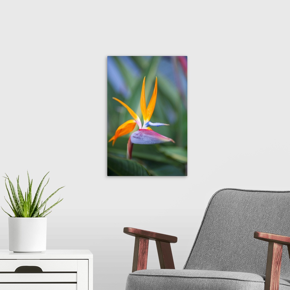 A modern room featuring Close up of the dramatic bird of paradise flower (strelitzia reginae), Paia, Maui, Hawaii, united...