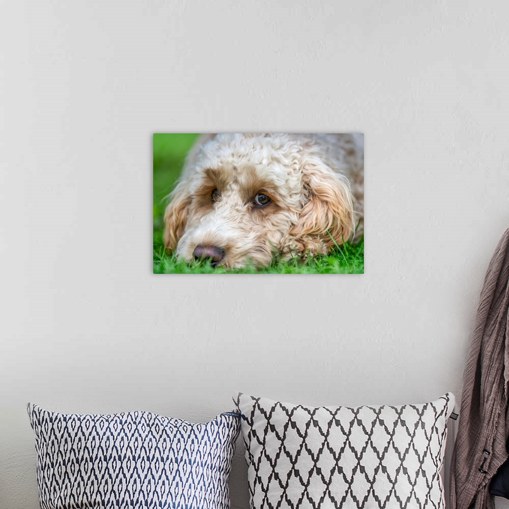 A bohemian room featuring Close-up of the face of a blond cockapoo resting on the grass; North Yorkshire, England