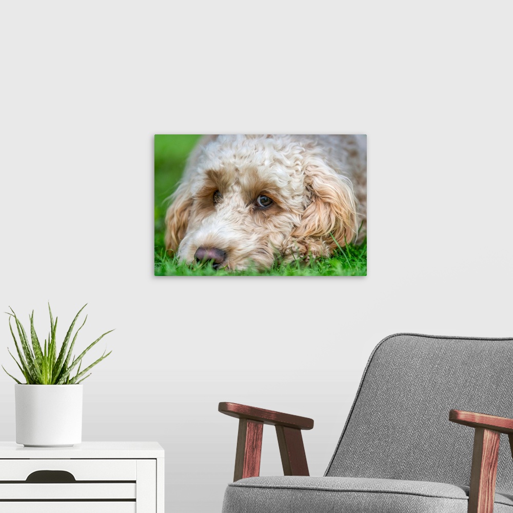 A modern room featuring Close-up of the face of a blond cockapoo resting on the grass; North Yorkshire, England