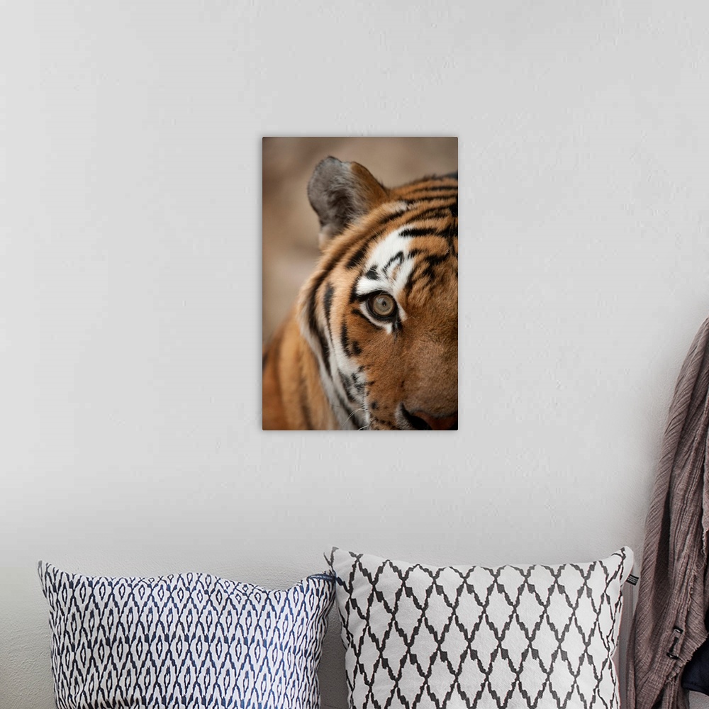 A bohemian room featuring Close-up of the face of an amur tiger (panthera tigris altaica), also called a Siberian tiger, wi...