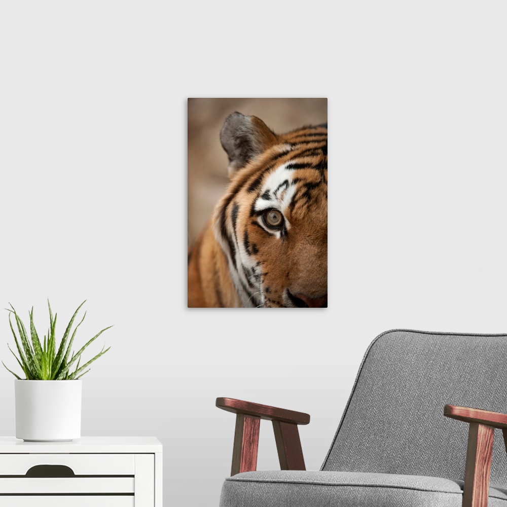 A modern room featuring Close-up of the face of an amur tiger (panthera tigris altaica), also called a Siberian tiger, wi...