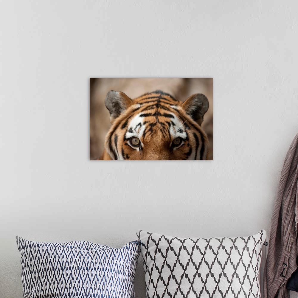 A bohemian room featuring Close-up of the face of an amur tiger (panthera tigris altaica), also called a Siberian tiger, wi...