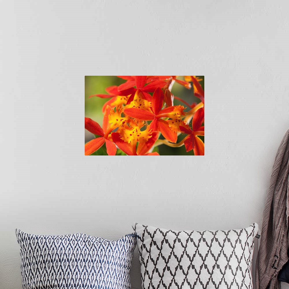A bohemian room featuring Close up of the flowers of a crucifix orchid, Epidendrum radicans.