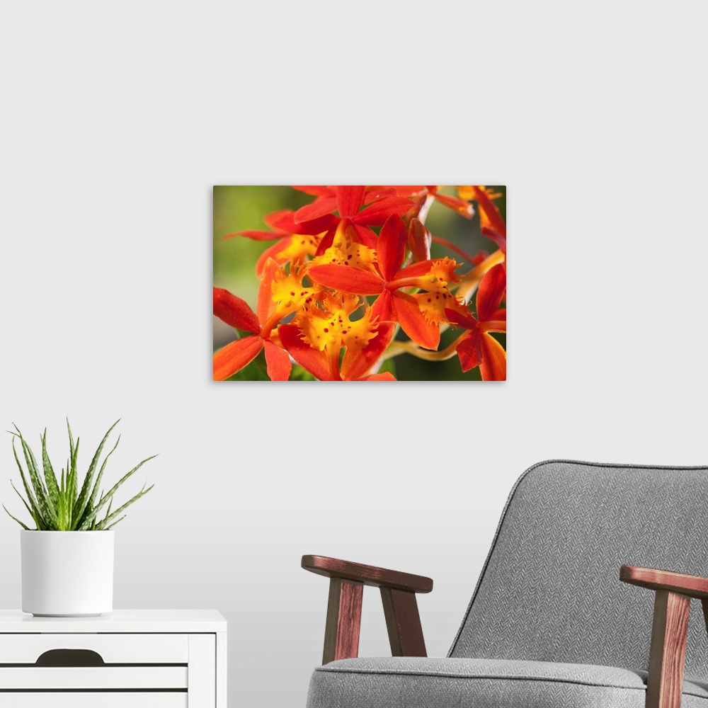 A modern room featuring Close up of the flowers of a crucifix orchid, Epidendrum radicans.