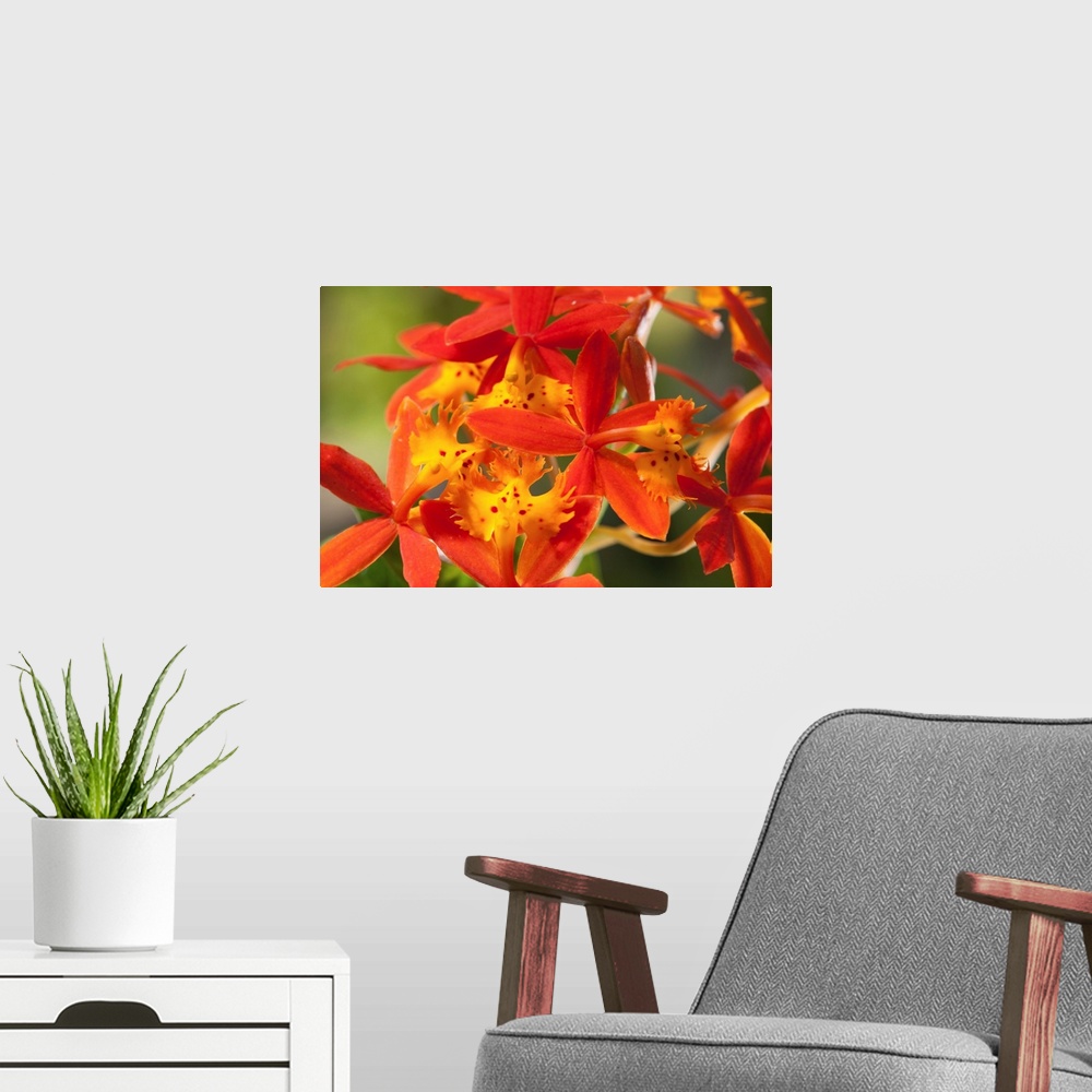 A modern room featuring Close up of the flowers of a crucifix orchid, Epidendrum radicans.