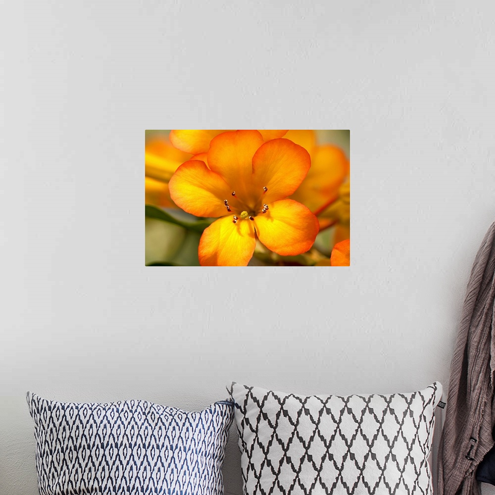 A bohemian room featuring A photograph is taken closely of a bright orange flower with other flower petals and leaves softl...