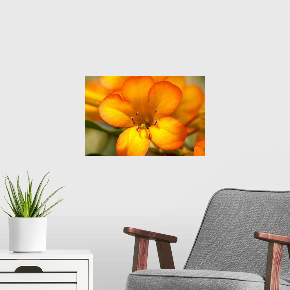 A modern room featuring A photograph is taken closely of a bright orange flower with other flower petals and leaves softl...