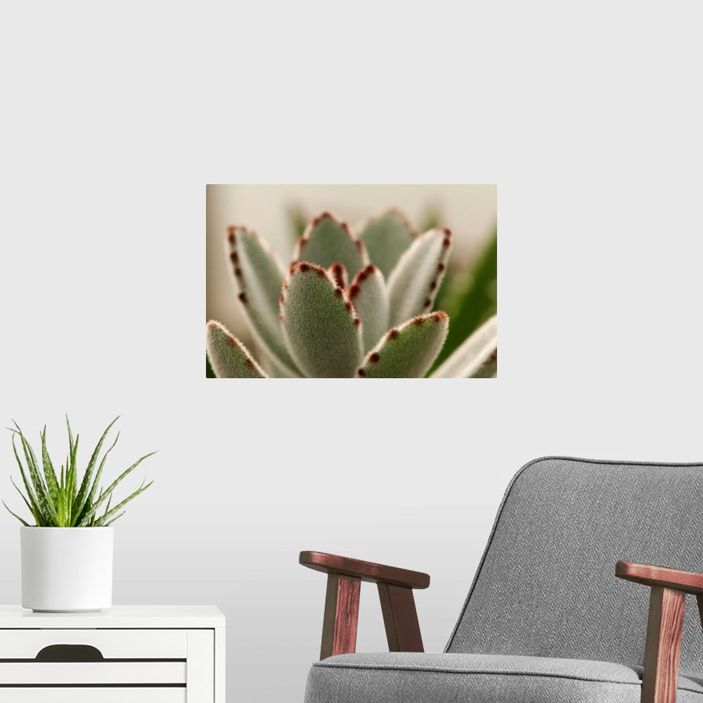 A modern room featuring Close up of the panda plant, Kalanchoe tomentosa. Wellesley, Massachusetts.