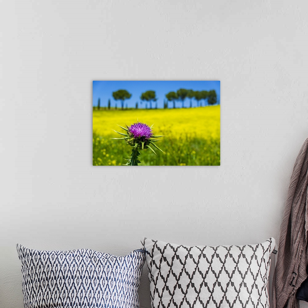 A bohemian room featuring Close-up of thistle in front of a canola field in Tuscany, Italy.
