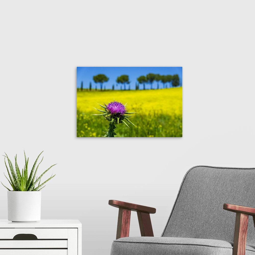 A modern room featuring Close-up of thistle in front of a canola field in Tuscany, Italy.