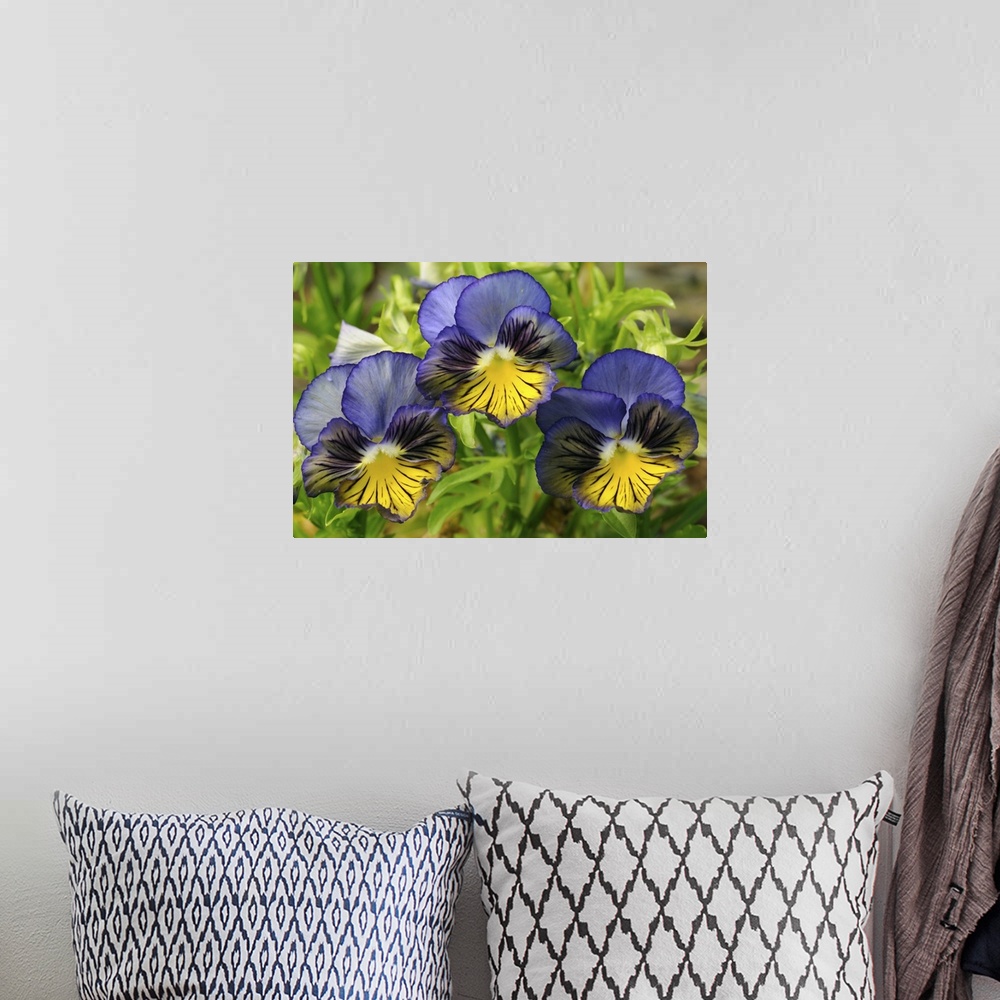 A bohemian room featuring Close up of three blue and yellow pansies, Viola tricolor. Cambridge, Massachusetts.