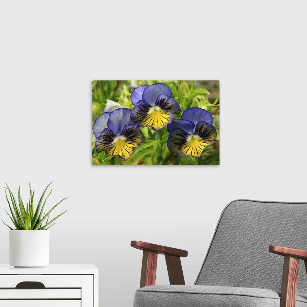 A modern room featuring Close up of three blue and yellow pansies, Viola tricolor. Cambridge, Massachusetts.