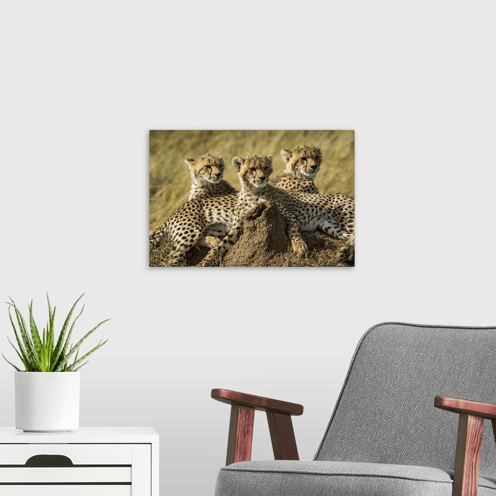 A modern room featuring Close-up of three cheetah cubs (acinonyx jubatus) lying together, Serengeti, Tanzania.