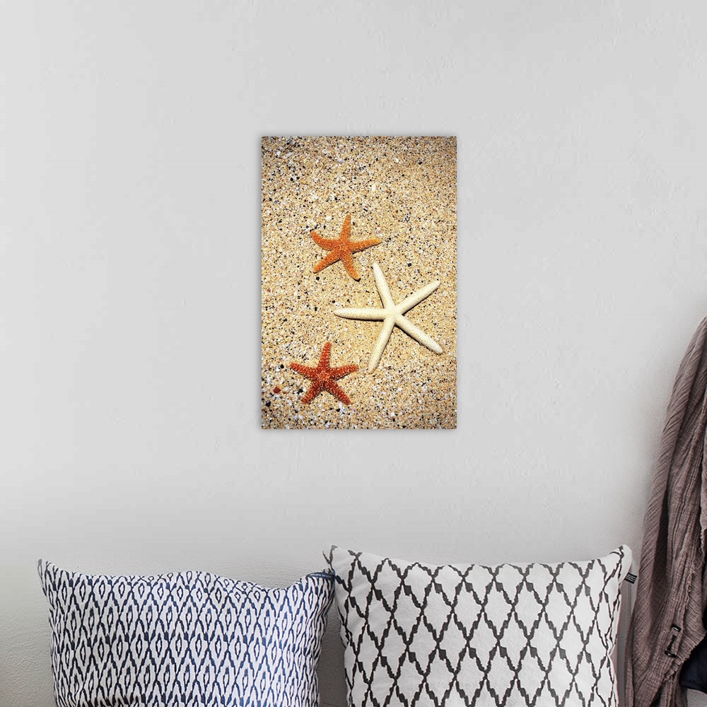 A bohemian room featuring Close-Up Of Three Starfish On Sand