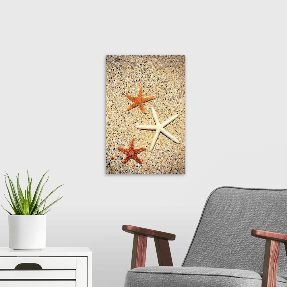 A modern room featuring Close-Up Of Three Starfish On Sand