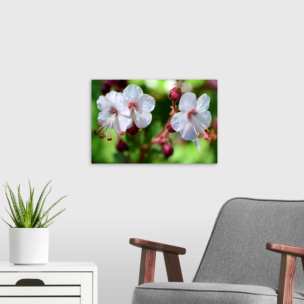 A modern room featuring Close up of three white and pink flowers.