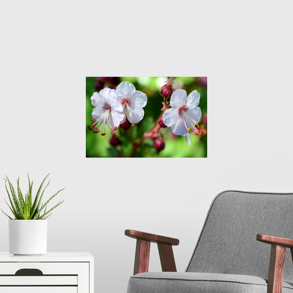 A modern room featuring Close up of three white and pink flowers.