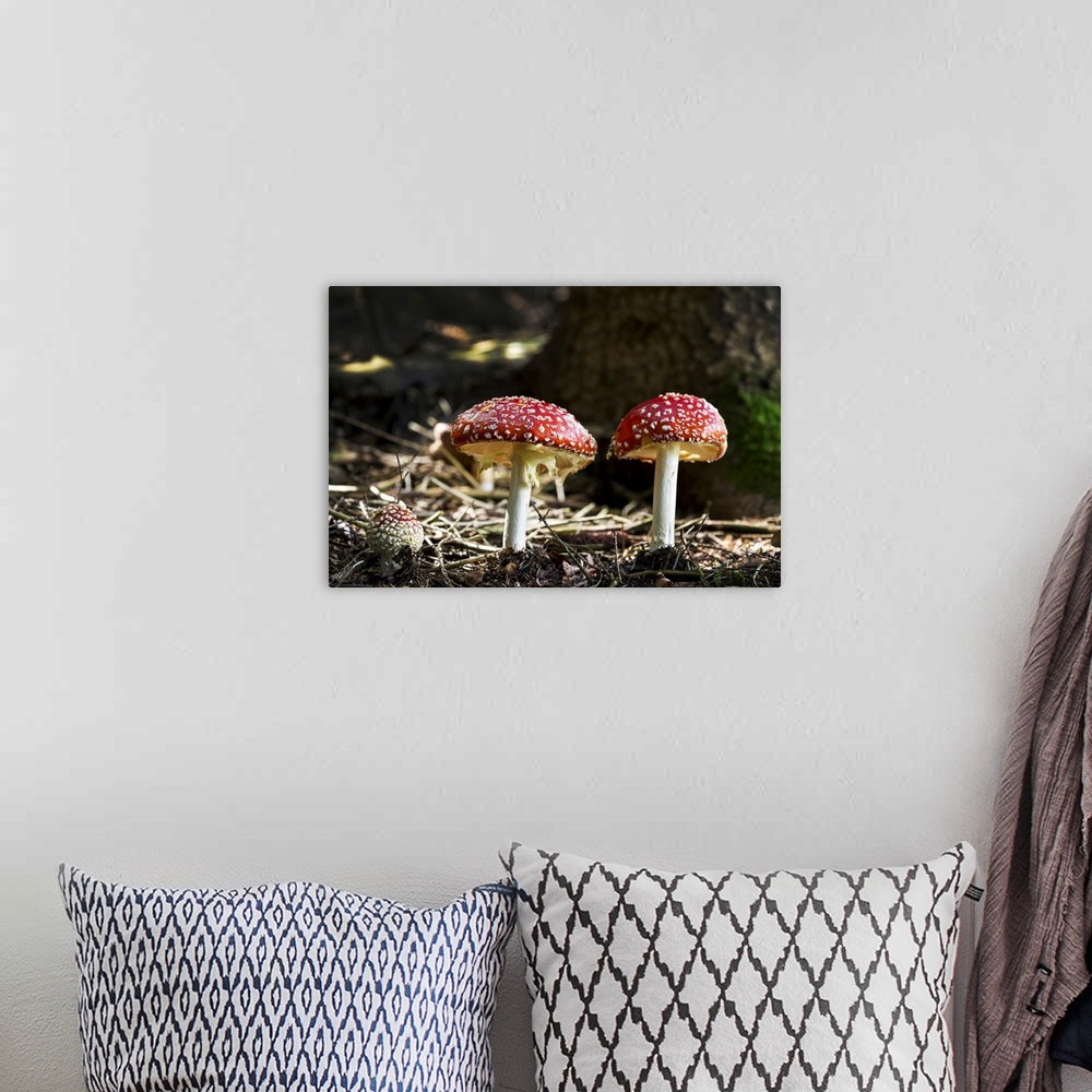 A bohemian room featuring Close-up of toadstool mushrooms on the forest floor, Grainau, Bavaria, Germany.