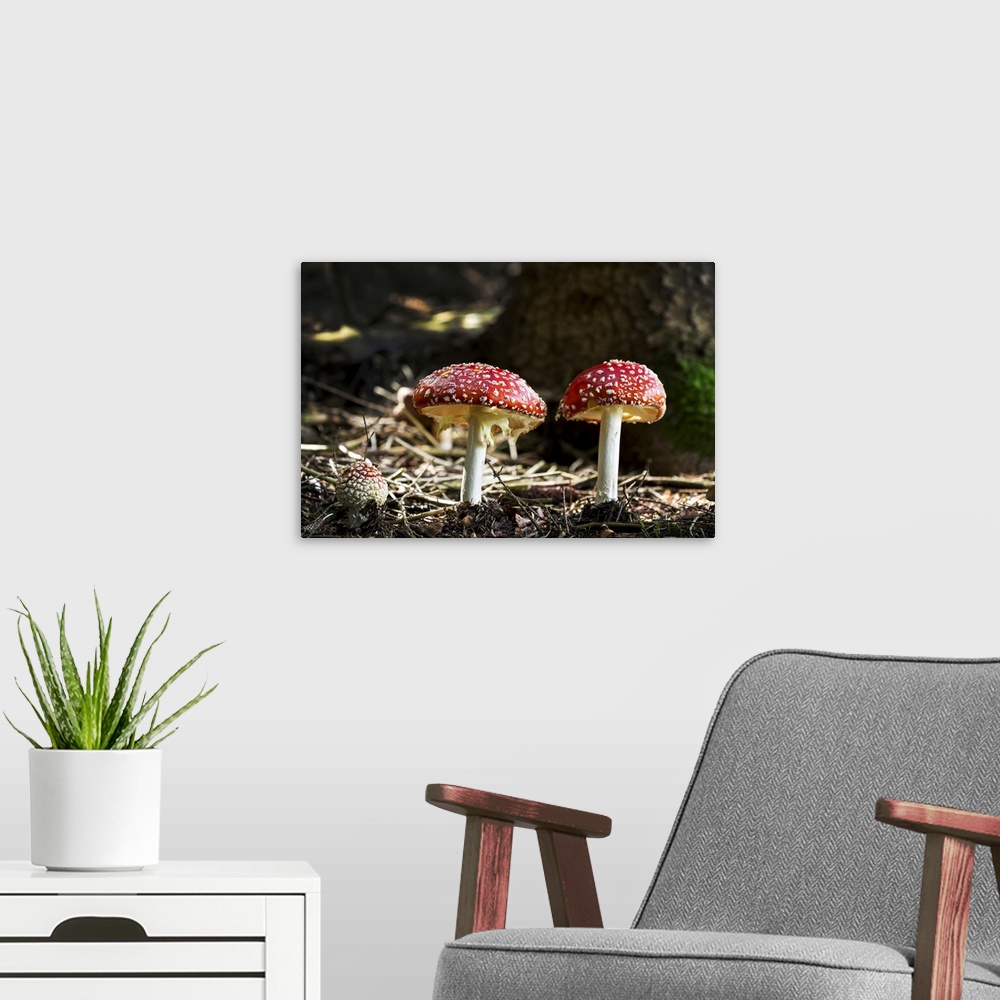 A modern room featuring Close-up of toadstool mushrooms on the forest floor, Grainau, Bavaria, Germany.