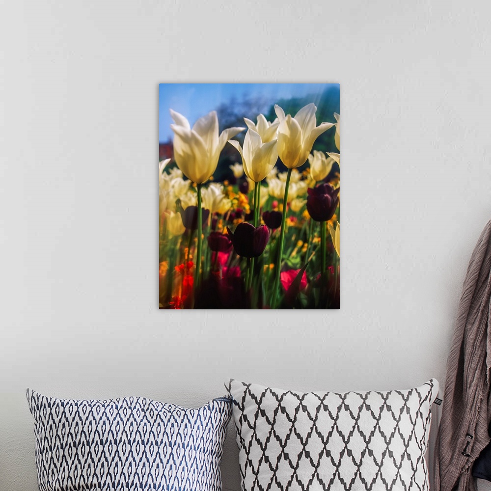 A bohemian room featuring Close-up of tulips in Merrion square garden, Dublin, Ireland.