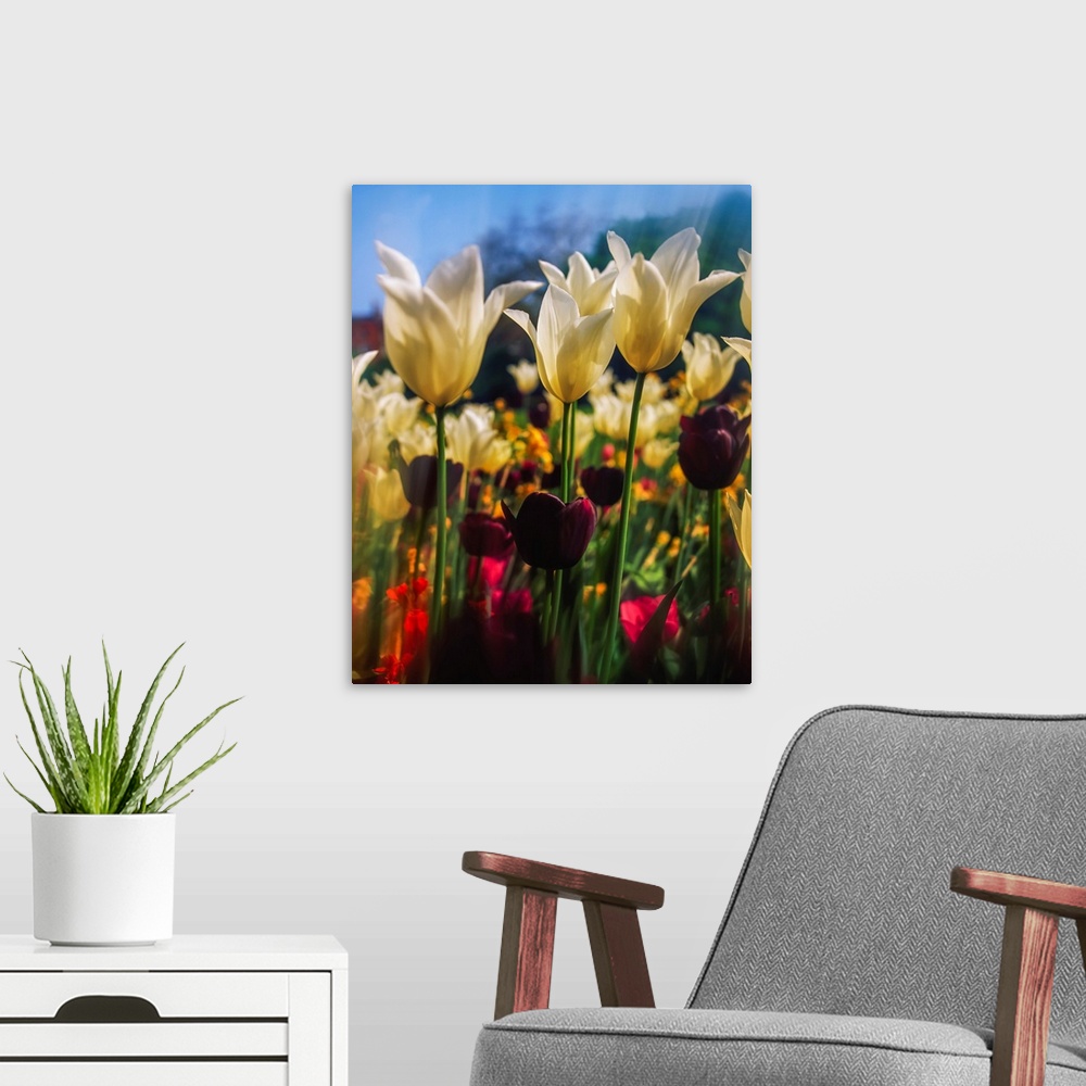 A modern room featuring Close-up of tulips in Merrion square garden, Dublin, Ireland.