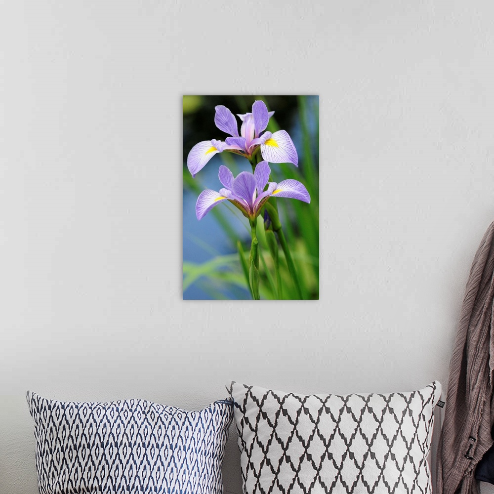 A bohemian room featuring Close up of two blue flag iris flowers, Iris versicolor, by a pond.