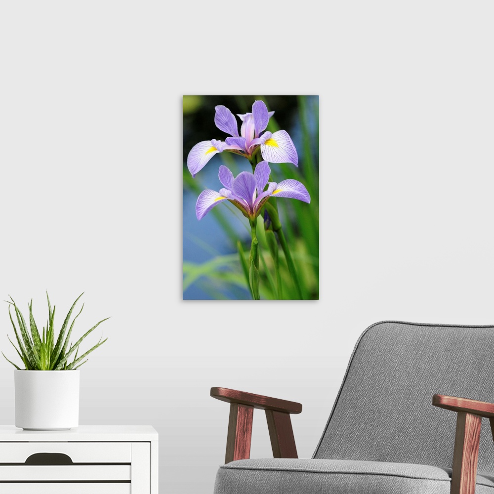 A modern room featuring Close up of two blue flag iris flowers, Iris versicolor, by a pond.