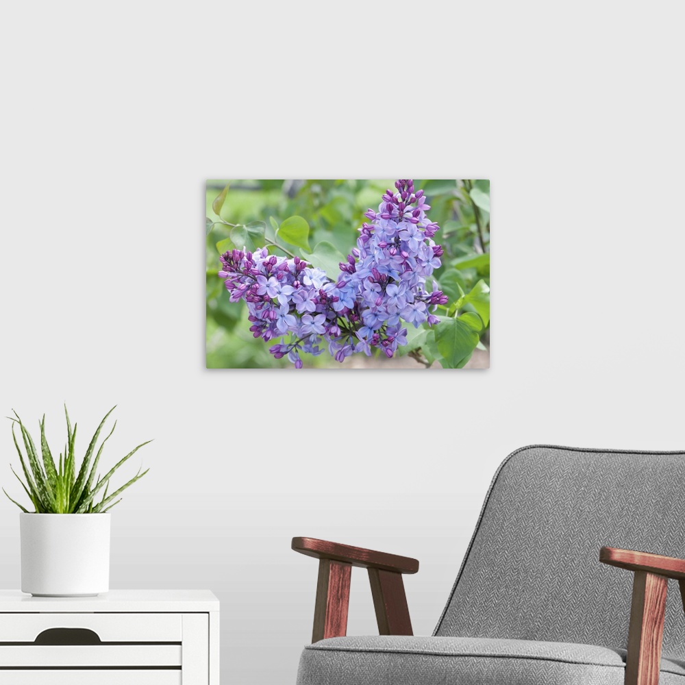 A modern room featuring Close up of two clusters of Louvois lilac flowers, Syringa x hyacinthiflora, in spring. Arnold Ar...