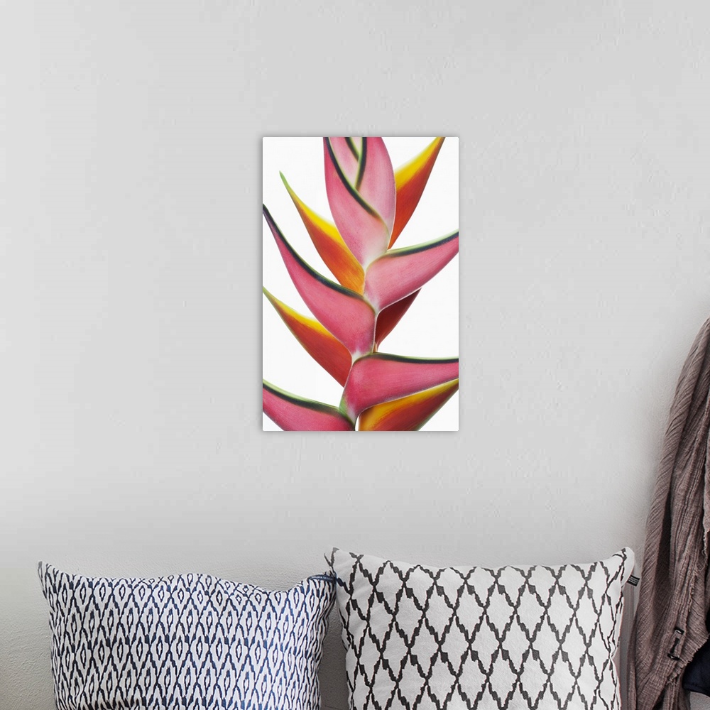 A bohemian room featuring Close-up of two vibrant Heliconia flower against a white background; Honolulu, Oahu, Hawaii, Unit...