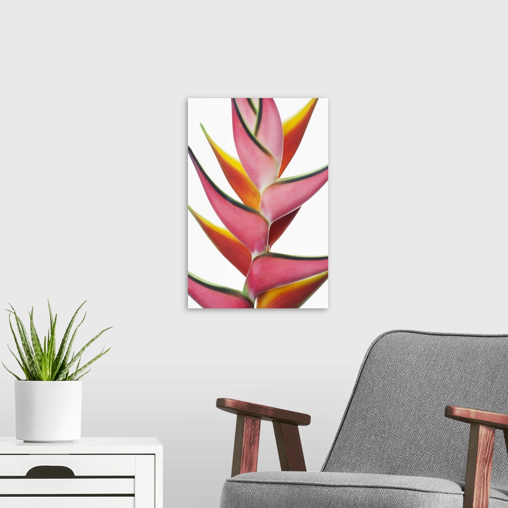 A modern room featuring Close-up of two vibrant Heliconia flower against a white background; Honolulu, Oahu, Hawaii, Unit...