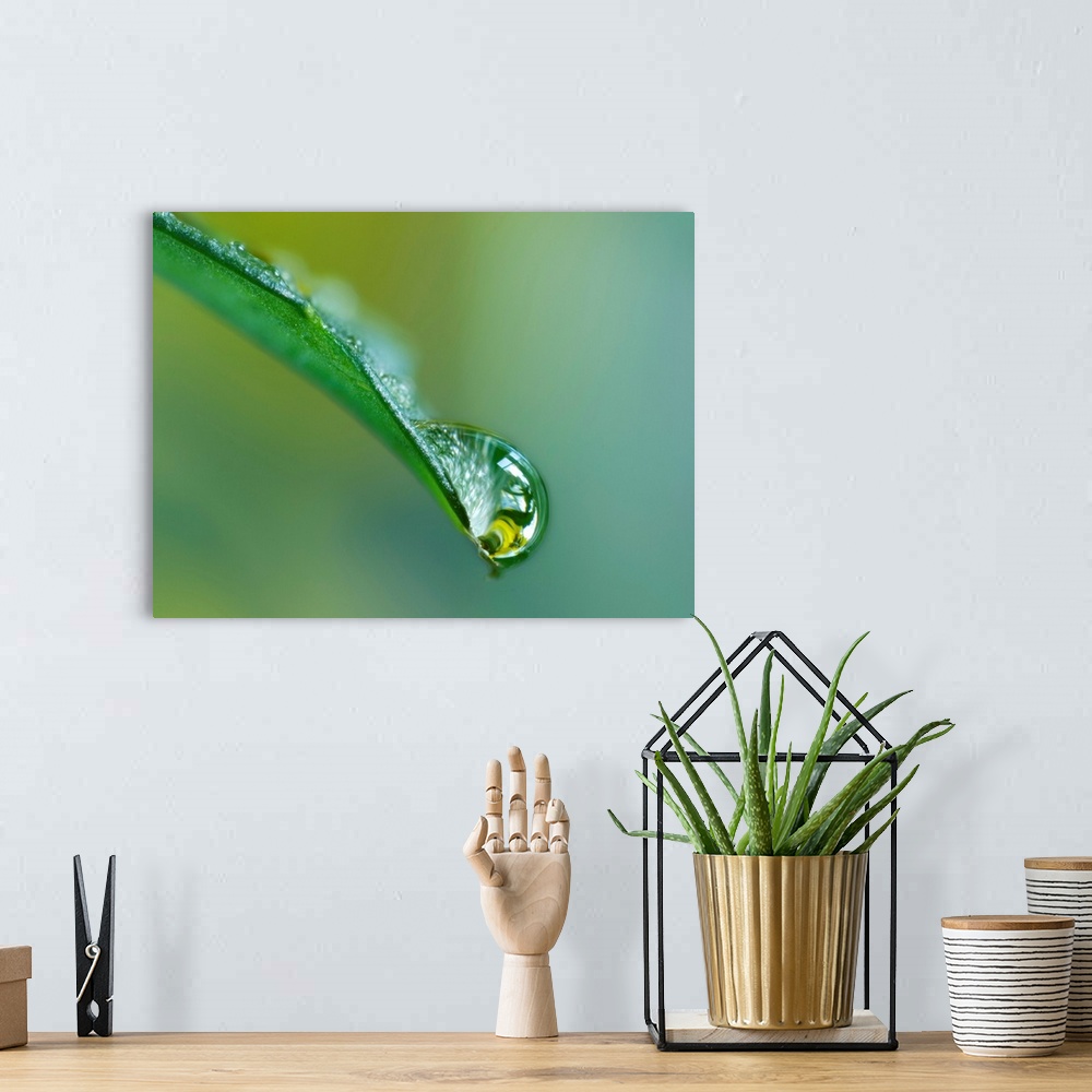 A bohemian room featuring Close Up Of Water Drop On Leaf