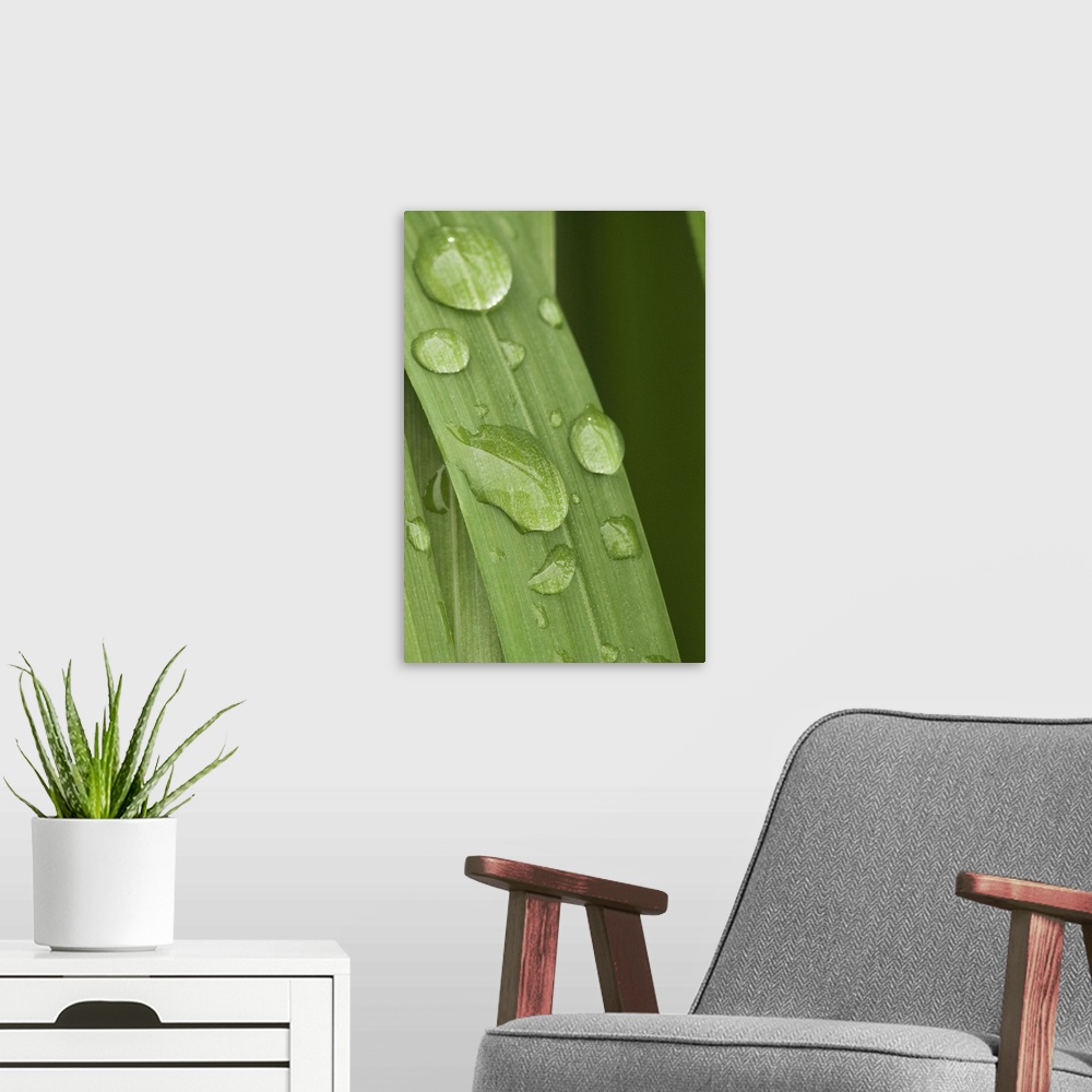 A modern room featuring Close up of water droplets on a blade of grass, Squire Island in Prince William Sound, Southcentr...