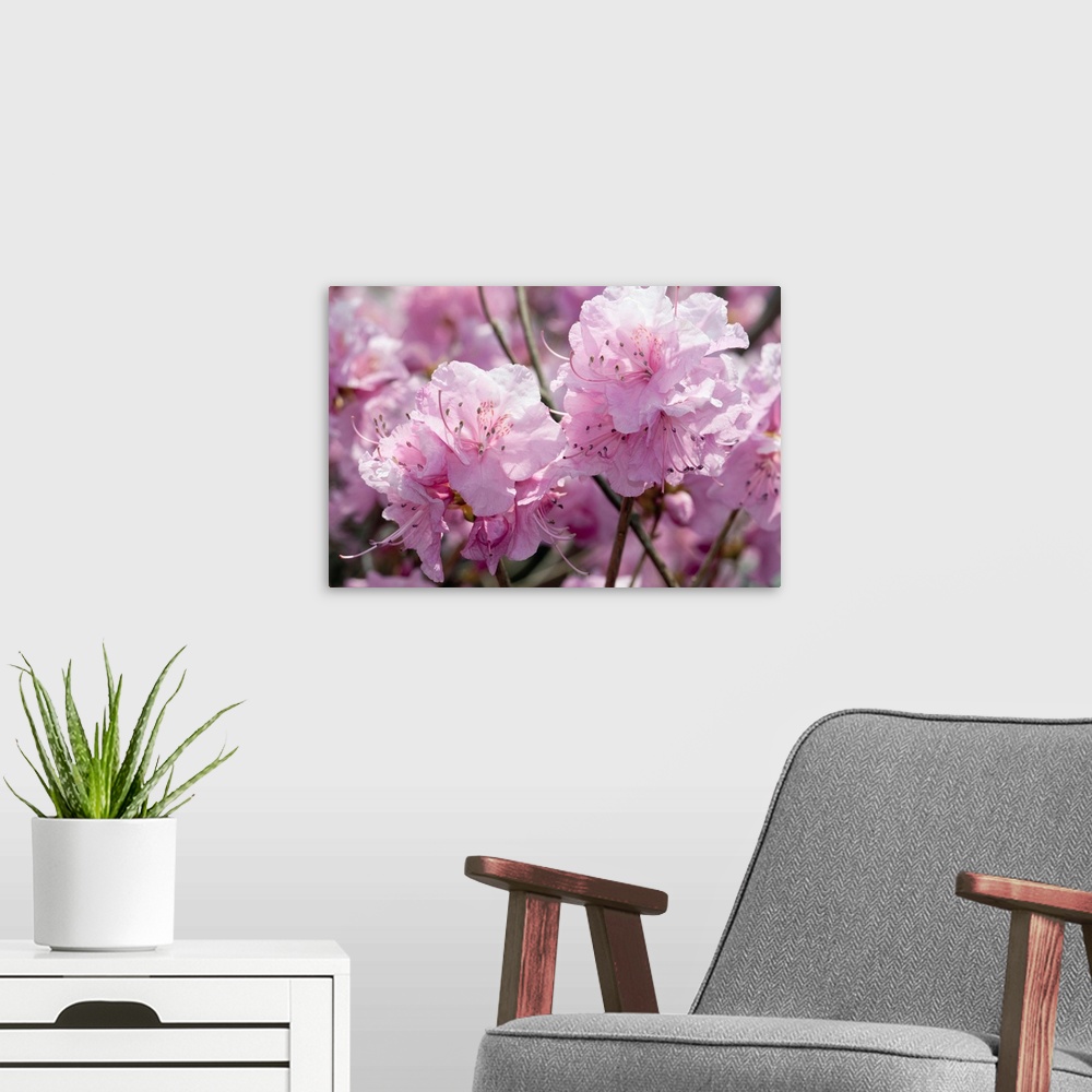 A modern room featuring Close up of weeping cherry blossoms, Prunus subhirtella var. pendula.