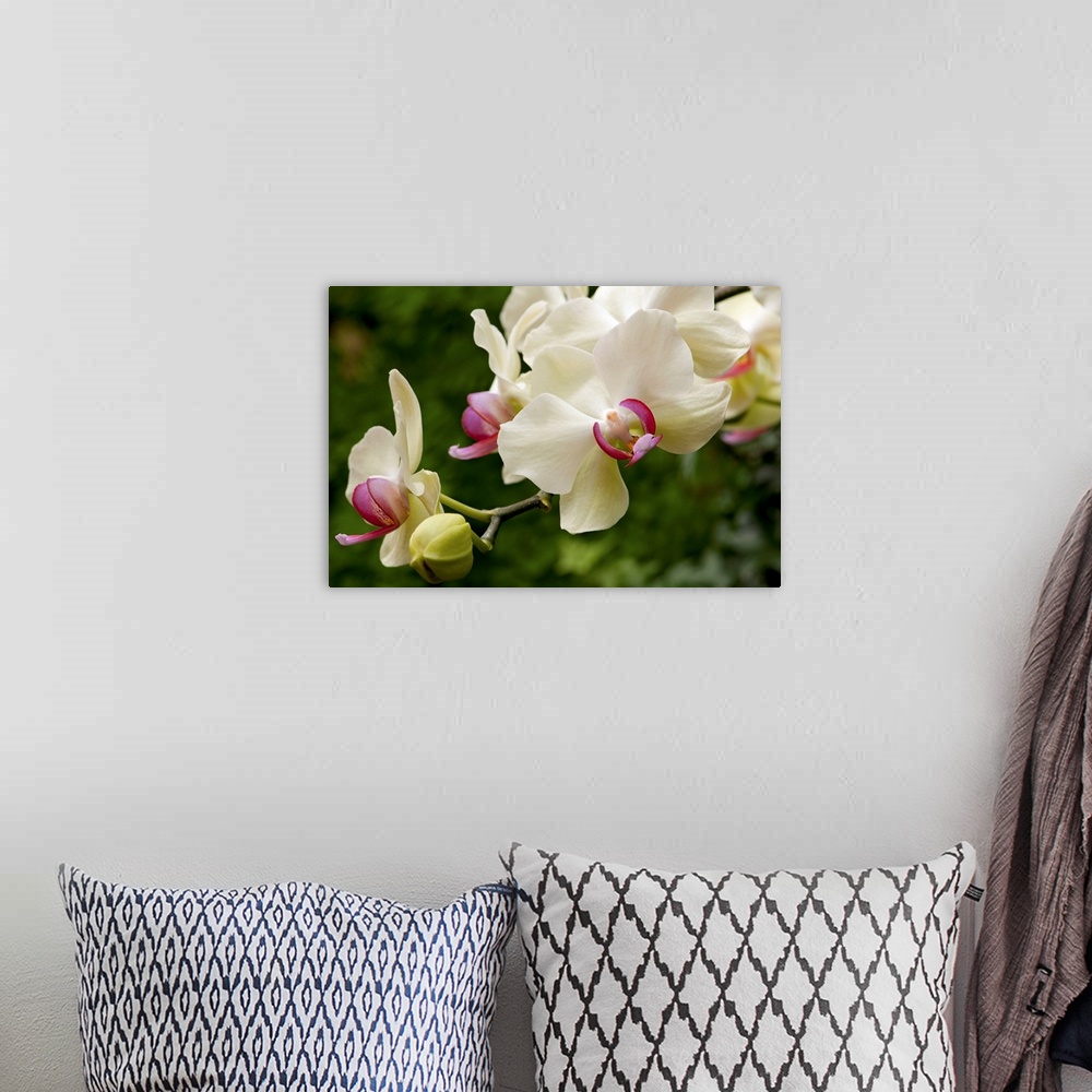 A bohemian room featuring Horizontal photograph from the National Geographic Collection of blooming moth orchids, the phala...
