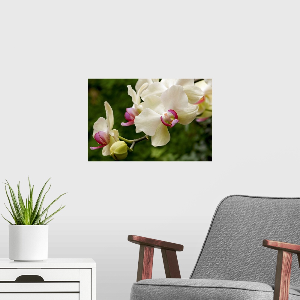 A modern room featuring Horizontal photograph from the National Geographic Collection of blooming moth orchids, the phala...