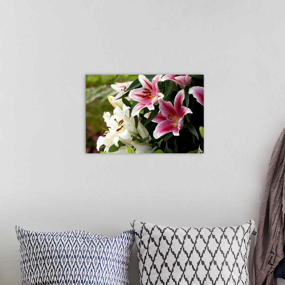 A bohemian room featuring Close up of white and red lily flowers, buds and leaves in spring.