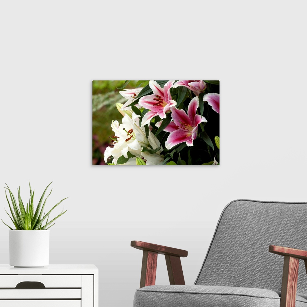 A modern room featuring Close up of white and red lily flowers, buds and leaves in spring.