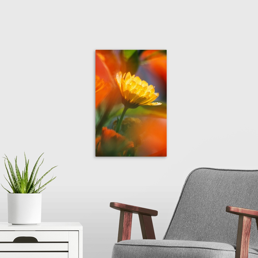A modern room featuring Close-Up Of Wildflower