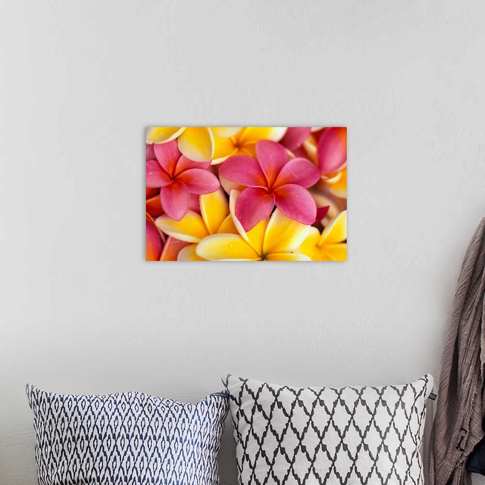 A bohemian room featuring Close-Up Of Yellow And Pink Plumeria Flowers