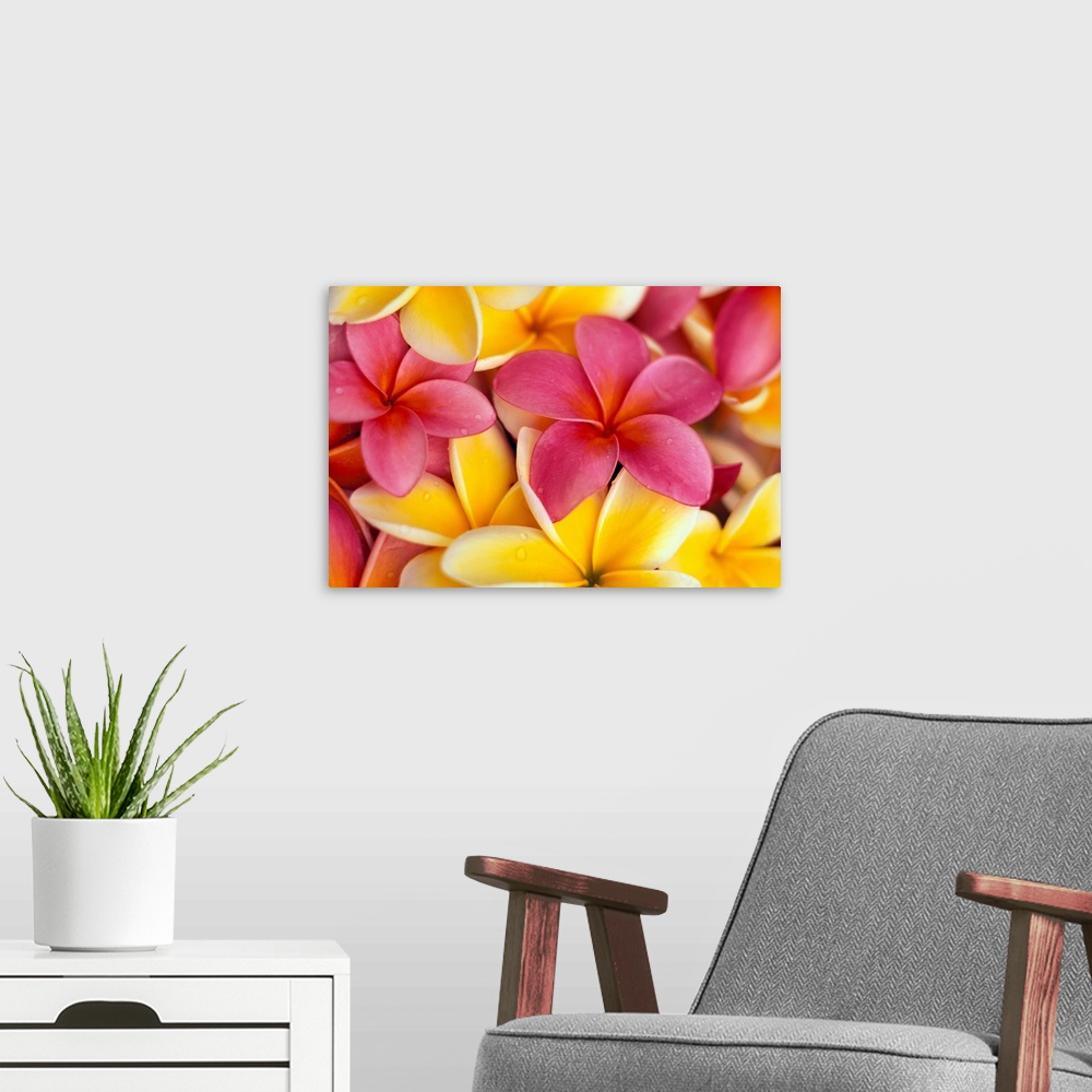 A modern room featuring Close-Up Of Yellow And Pink Plumeria Flowers