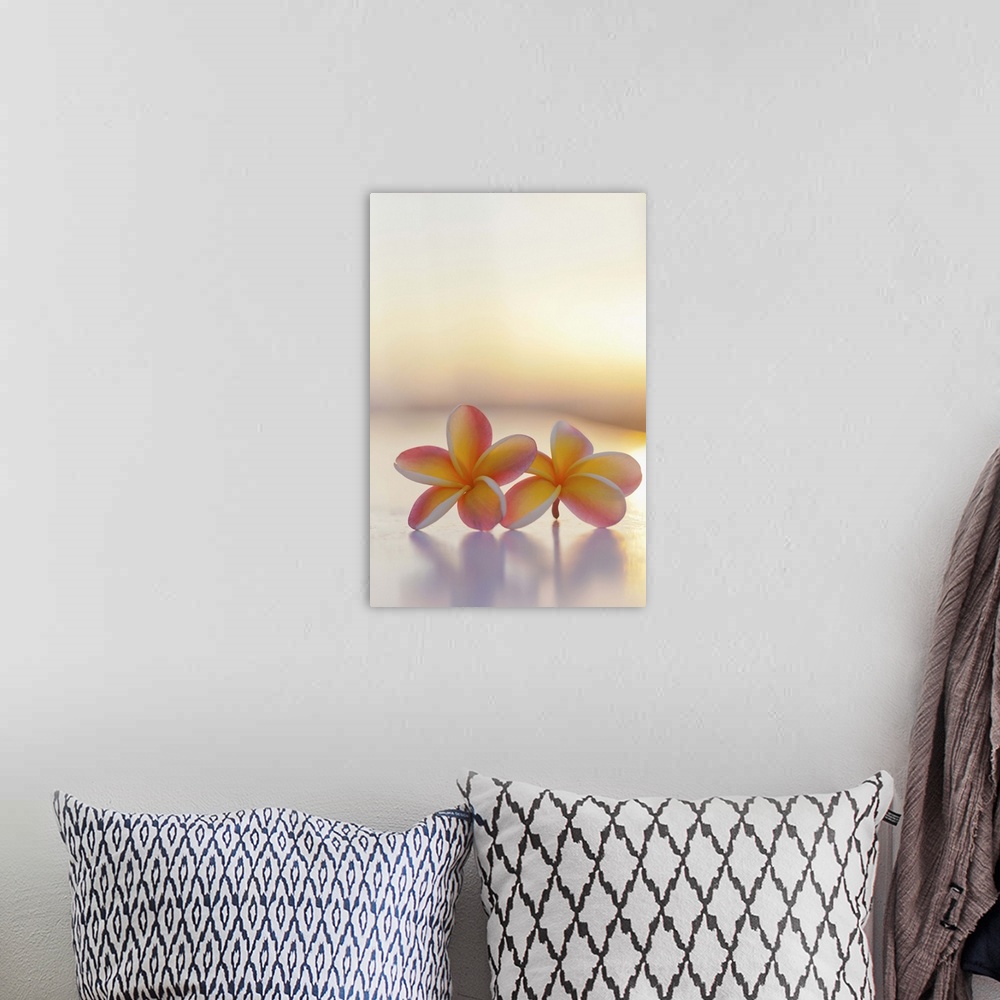 A bohemian room featuring Close-up of a pair of beautiful yellow and pink Plumeria flowers (Apocynaceae) with sunset lighti...