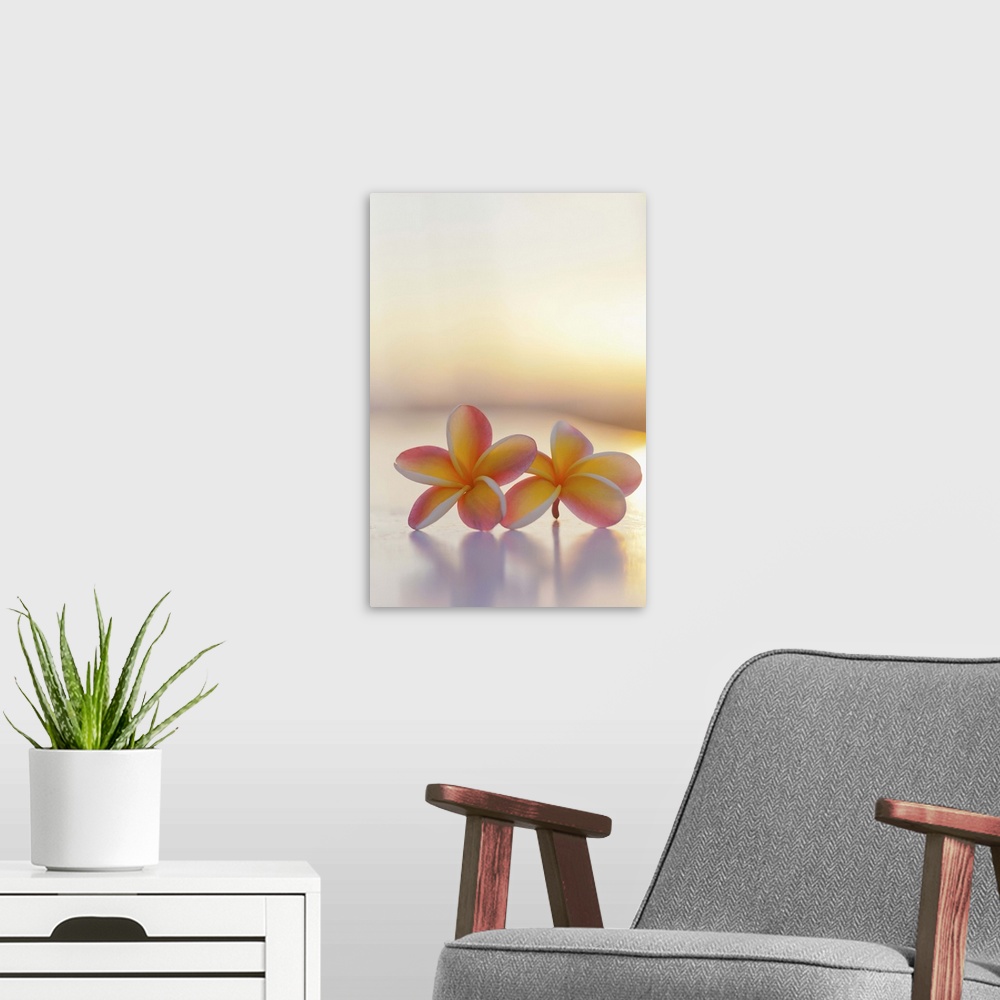 A modern room featuring Close-up of a pair of beautiful yellow and pink Plumeria flowers (Apocynaceae) with sunset lighti...