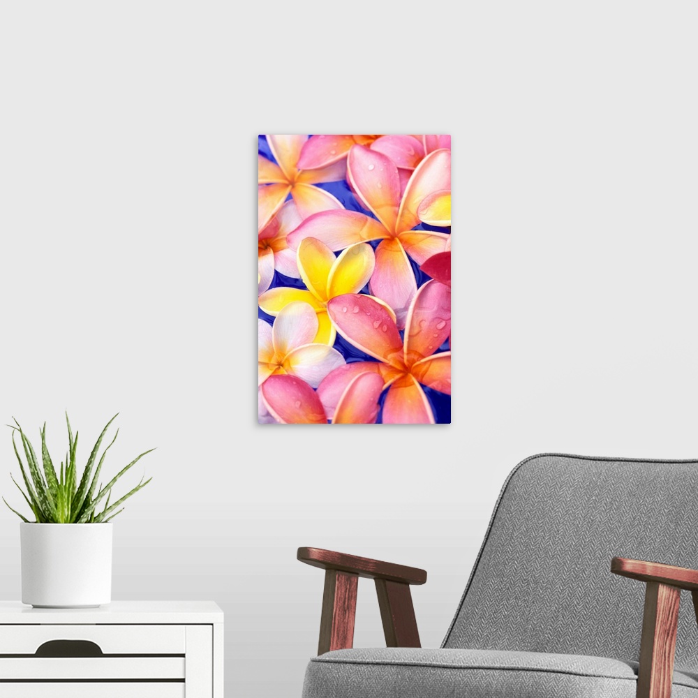 A modern room featuring Close-Up Of Yellow And Pink Plumeria Flowers, Water Drops