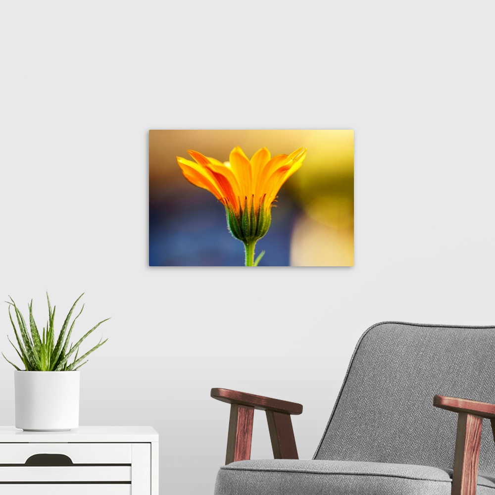 A modern room featuring Close up of yellow flower blossoming, South Shields, Tyne and Wear, England.