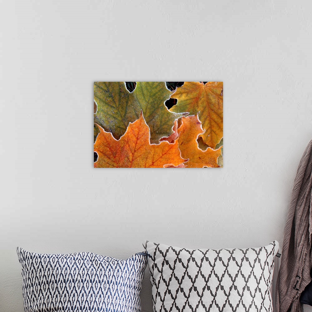 A bohemian room featuring Canvas art of warm toned autumn leaves outlined with cold frost.